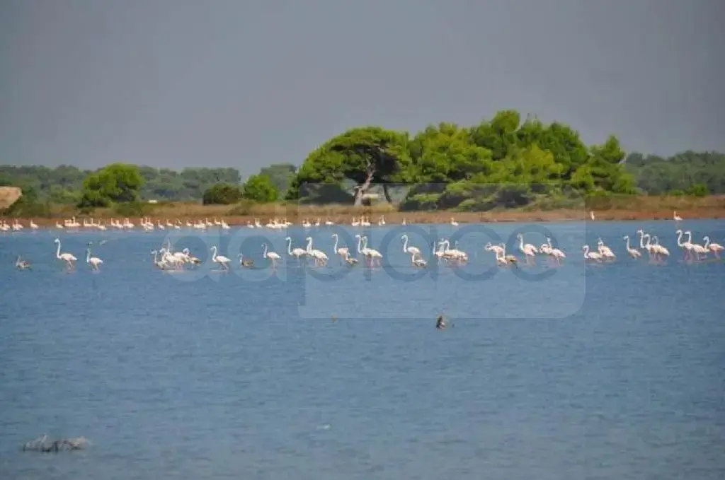 Parcela toke