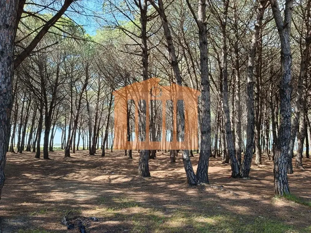 Parcela toke 30000 m²